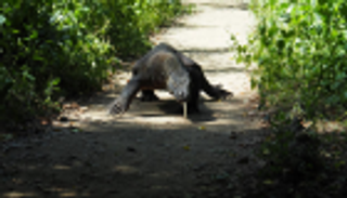 للحفاظ على التنانين.. إندونيسيا تغلق جزيرة كومودو 12 شهرا