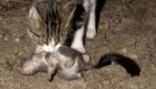 القطط تشن حرب إبادة في أستراليا 