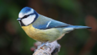 التغير المناخي يهدد "خطاف المخازن"