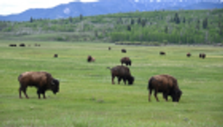 ثور يهاجم طفلة في متنزه بأمريكا