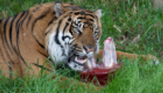 نمور بلجيكا تواجه الحر الشديد بـ"مكعبات دجاج مثلج"