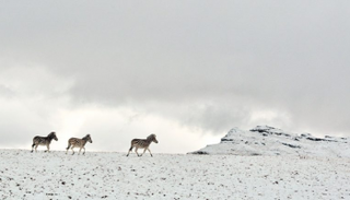 الثلوج تغطي مناطق بأكملها - أرشيفية