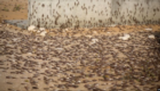 أسراب الجراد تهدد اليمن والسودان والصومال