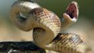 الرعب في برلمان نيجيريا.. أفعى ضخمة تطرد النواب