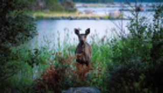 الأيائل "مصدر خطر" في فنلندا.. حادث كل ساعة