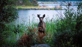 عدد الأيائل في فنلندا يقدر بنحو 100 ألف حيوان