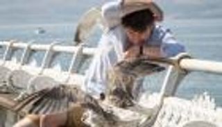 طيور النورس ترهب سكان إنجلترا.. و100 دولار غرامة إطعامها