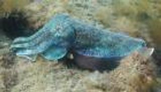 حبر الحبار.. علاج مستقبلي للسرطان