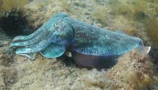 مادة سوداء يفرزها الحبار علاج واعد للسرطان - أرشيفية