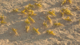 100 فرقة سعودية تواجه الجراد الصحراوي بمنطقة عسير