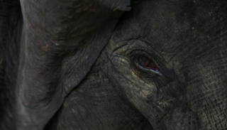 نفوق أنثى فيل مهددة بالانقراض في ماليزيا