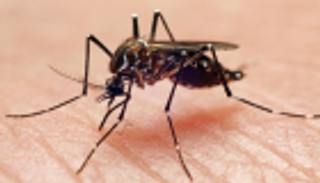 بعد اختبارات 4 سنوات.. الصين تسيطر على أعداد بعوض "النمر الآسيوي"