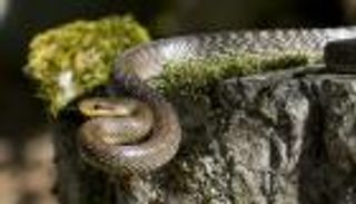 هندي يعض ثعبانا ويمزقه بأسنانه