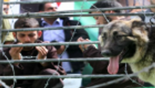 الأسرى الفلسطينيون.. نضال خلف قضبان الاحتلال