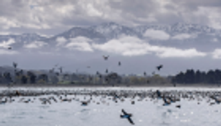 المخلفات البلاستيكية "تقتل" الطيور البحرية