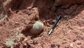 بيض ديناصورات متحجر