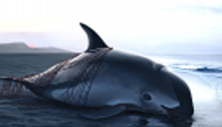 19 سمكة فقط حول العالم.. تحذيرات من انقراض خنزير البحر