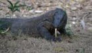 أسرار جديدة عن قوة وسرعة أكبر سحلية في العالم