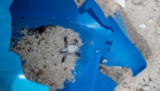 الجنة الضائعة.. "هندرسون" تئن أسفل 18 طنًّا من النفايات البلاستيكية