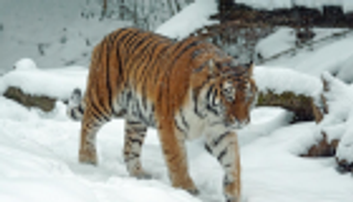 الصين تستعين بالذكاء الاصطناعي لحماية الحياة البرية