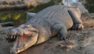 "شريحة غامضة" داخل معدة تمساح.. ومحاولات لفك اللغز