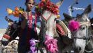 "كليوباترا" ملكة جمال الحمير في المغرب.. والجائزة "كيس شعير"