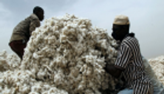 السودان يقرر وقف زراعة القطن المعدل وراثيا وإبادة كل مزارعه