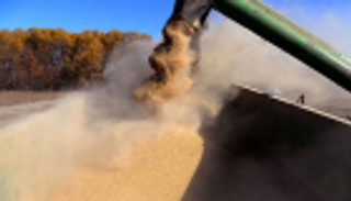 الصين تخطط لتكثيف وارداتها من فول الصويا الروسي