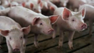 600 ألف خنزير تواجه شبح الإعدام في بلغاريا
