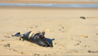 حيوانات نافقة تثير حيرة العلماء في إيطاليا