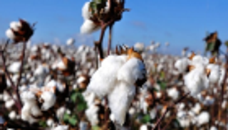 ضحايا حرب التجارة.. القطن يهوي لأدنى مستوى منذ 3 سنوات