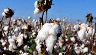 هبوط حاد لأسعار القطن