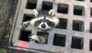 فرق الإطفاء الأمريكية تنهي معاناة راكون عالق في بالوعة