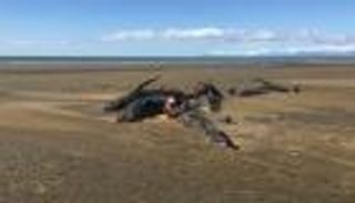 نفوق 20 حوتا بظروف غامضة في أيسلندا