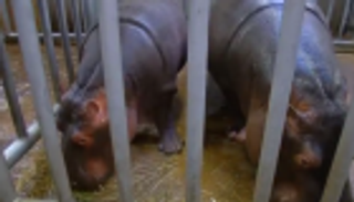 جلسة تنظيف أسنان لفرسي نهر.. والمكافأة خس وجزر