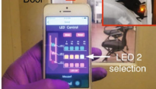 تجربة استخدام الهاتف المحمول في التحكم بدماغ الفئران 