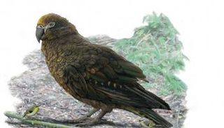 الببغاء الضخم أطلق عليه اسم هركليز