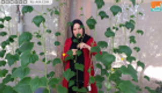 شابة فلسطينية تتحدى البطالة بالزراعة المائية