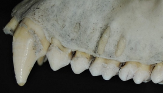 أسنان الغوريلا لا تعد مناسبة لتكسير المكسرات 