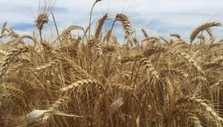 السعودية والإمارات تدعمان شعب السودان بتوريد 540 ألف طن من القمح