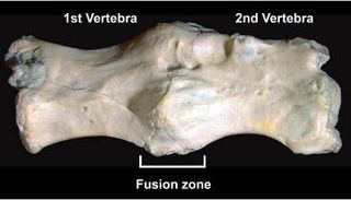 فقرات الذيل التي أجريت عليها الدراسة