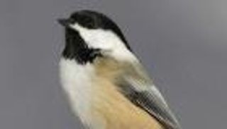 الطيور أيضا تصاب بـ"اضطراب ما بعد الصدمة"