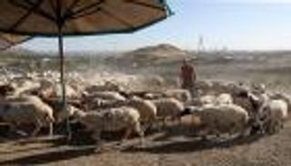 حكومة تركيا توزع أغناما مريضة قبل حلول عيد الأضحى