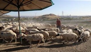 قطيع من الأغنام في أحد الأسواق في أنقرة- أ.ف.ب