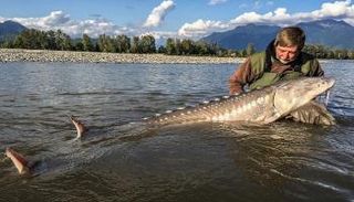 انخفاض حاد في أعداد أسماك المياه العذبة الضخمة
