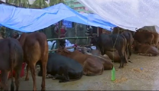 تجار الماشية حاولوا نقلها إلى سوق على ضفة أحد الأنهار