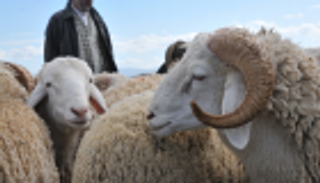 مشروع الأضاحي يخاطب الحجاج بـ12 لغة