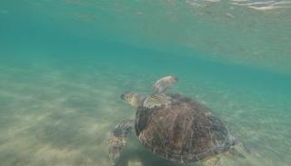 السلاحف الخضراء - أرشيفية