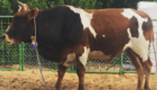 مقتل جزار وإصابة 9 آخرين في مصر.. الجاني عجل