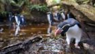 أصغر أنواع البطاريق تستوطن عاصمة نيوزيلندا